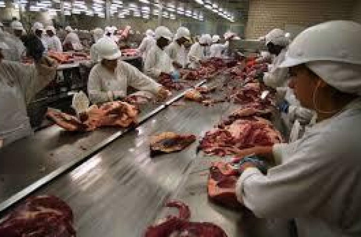 FLAGRANTE: 298 quilos de carne estragada no Frigo Um